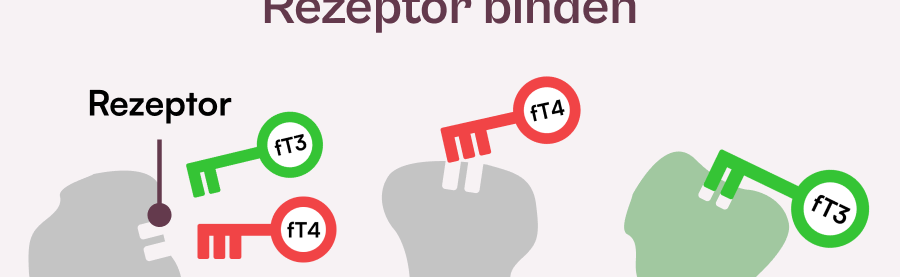Umwandlungsstoerung_fT3_rezeptor.png